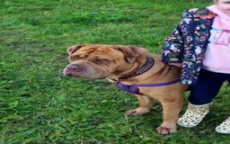 Mixed Breed dogs for sale: 5 year old female mastiff cross - Image 3