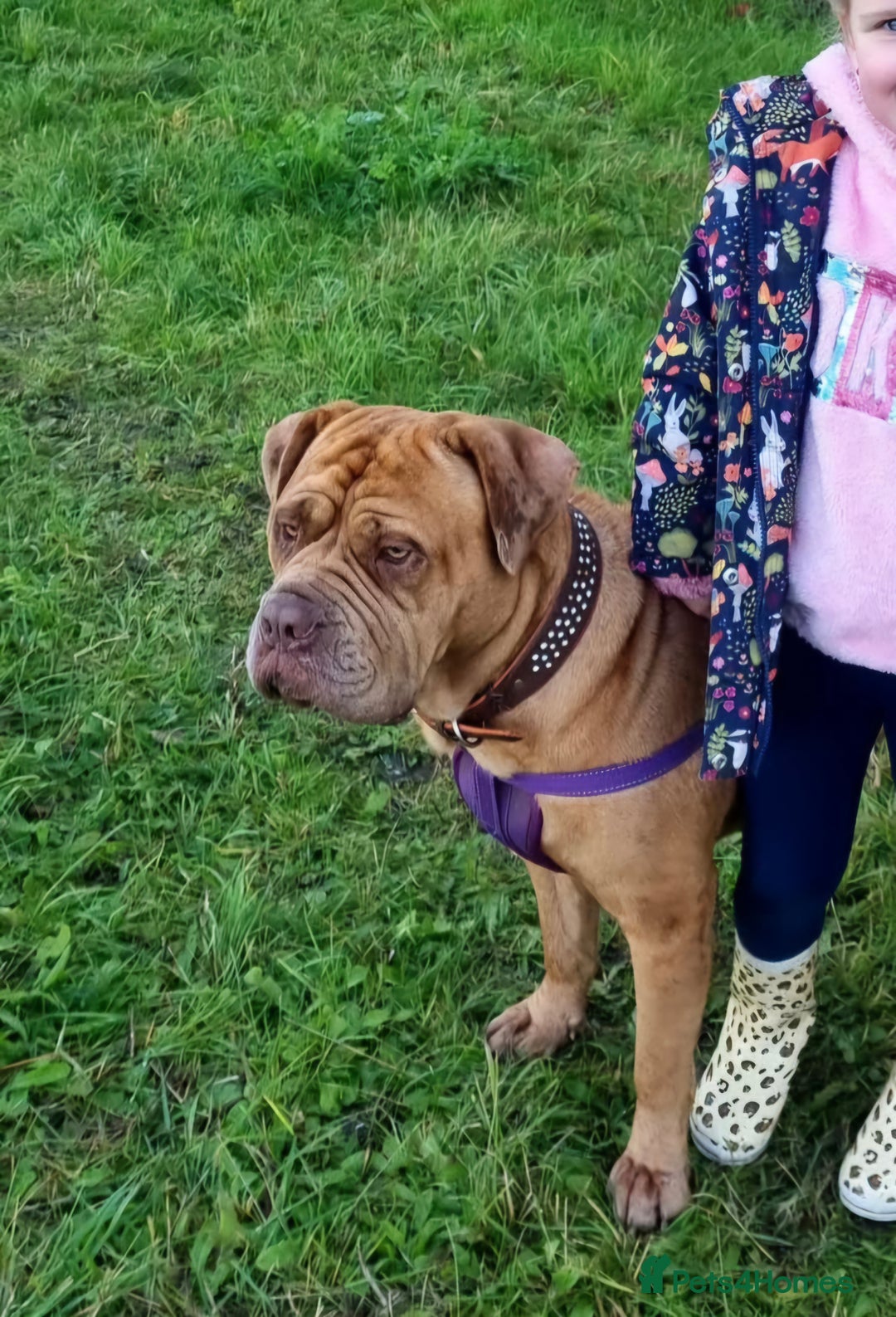 Mixed Breed dogs for sale: 5 year old female mastiff cross - Image 3