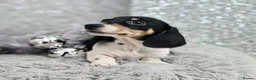 Miniature Dachshund dogs for stud: Kinder piebald miniature dachshund stud kc in Blackburn - Advert 26