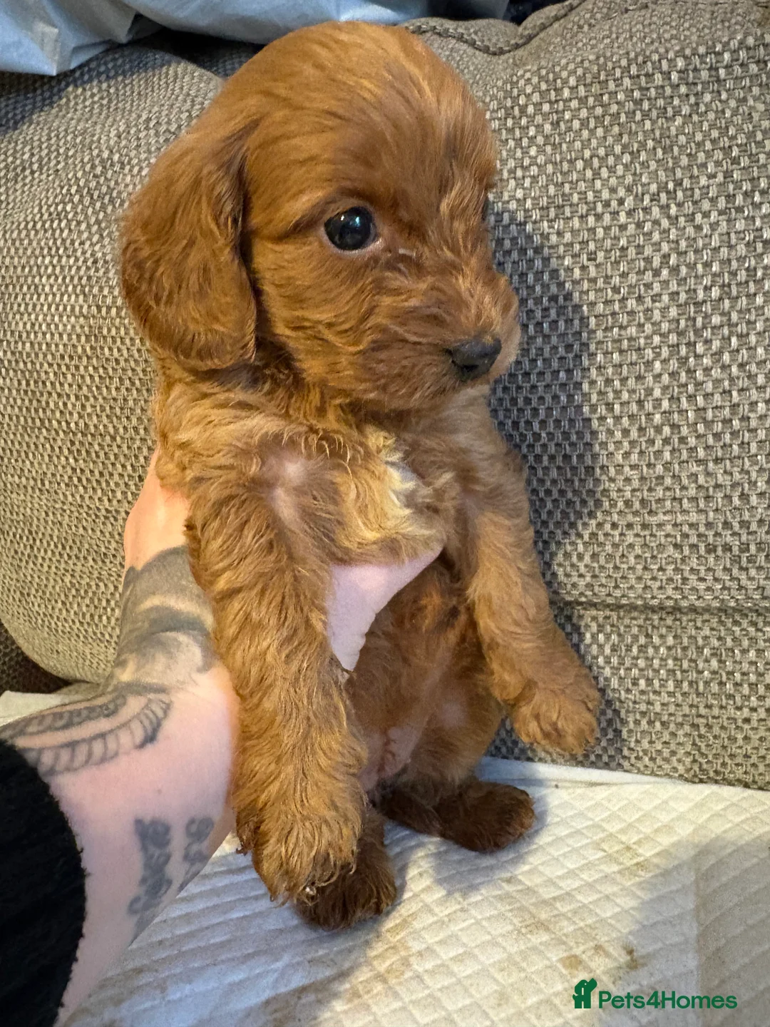 Cockapoo dogs for sale: 5 beautiful f1 Cockapoo puppy’s  - Advert 1