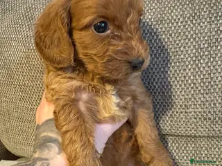 Cockapoo dogs 5 beautiful f1 Cockapoo puppy’s - Advert 11