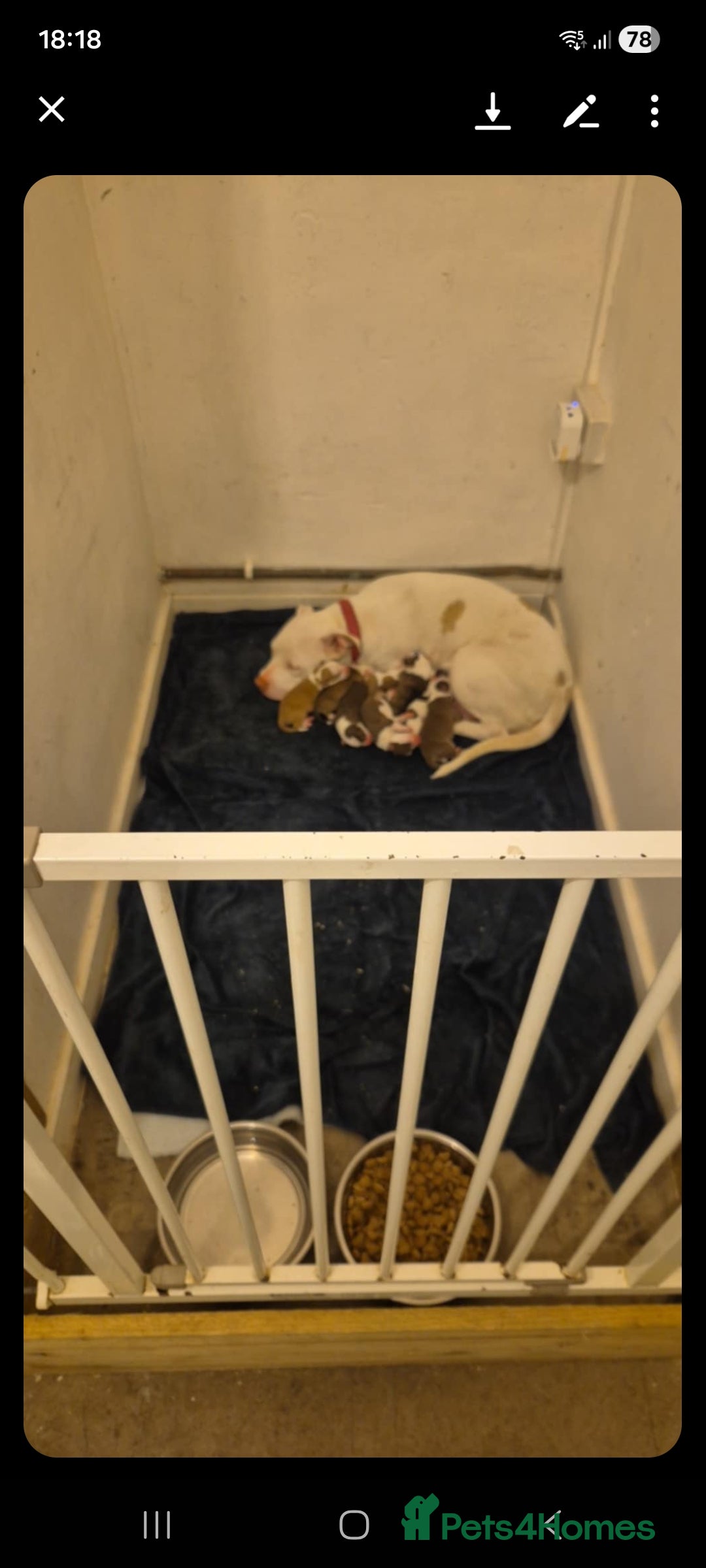 Mixed Breed dogs for sale: Male Staffordshire bull terrier x American Bulldog - Advert 11