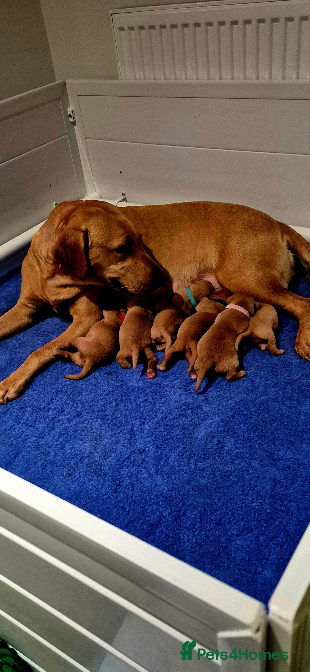 Labrador Retriever dogs for sale: KC REG Labrador working Line Fox Red - Image 3