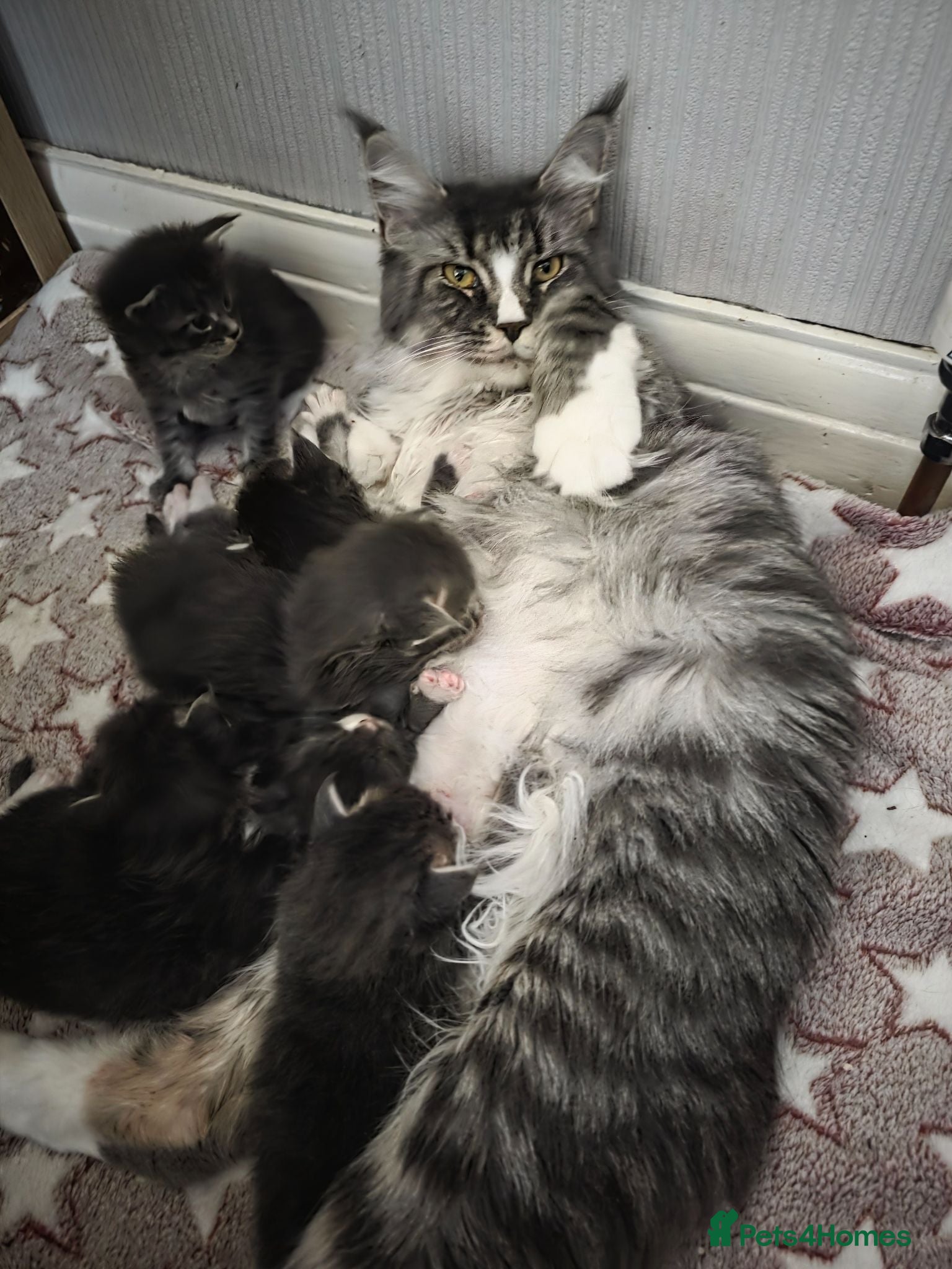Maine Coon cats  Maine Coon Kittens Champion Bloodline  - Advert 1