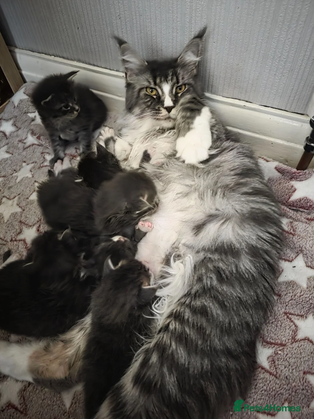 Maine Coon cats for sale:  Maine Coon Kittens Champion Bloodline  - Advert 1