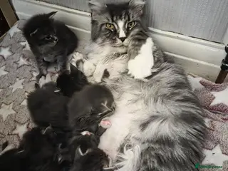 Maine Coon cats Maine Coon Kittens Champion Bloodline - Advert 1