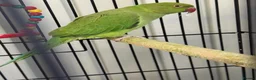 Ringnecks birds for sale: Indian Ringneck  in Stoke-on-Trent - Advert 10
