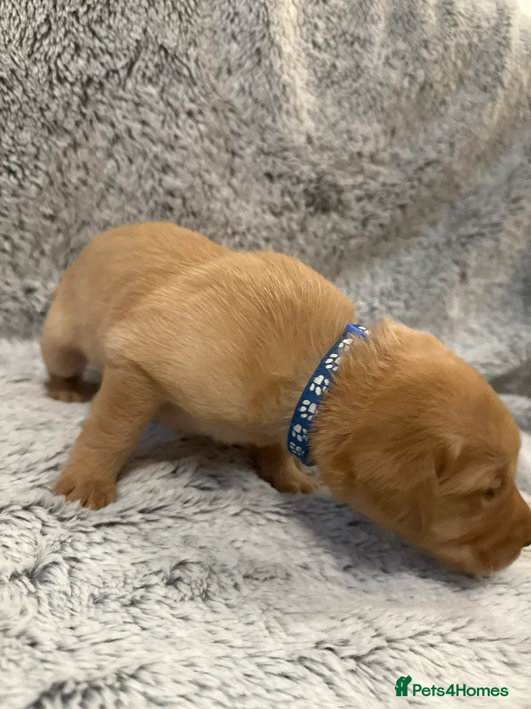 Labrador Retriever dogs for sale: KC Registered Labrador Retriever Puppies - Advert 13