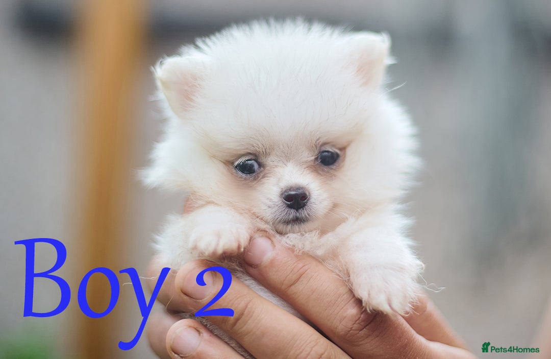 Pomeranian dogs for sale: KC Pomeranian puppies (Korean lines) - Image 22