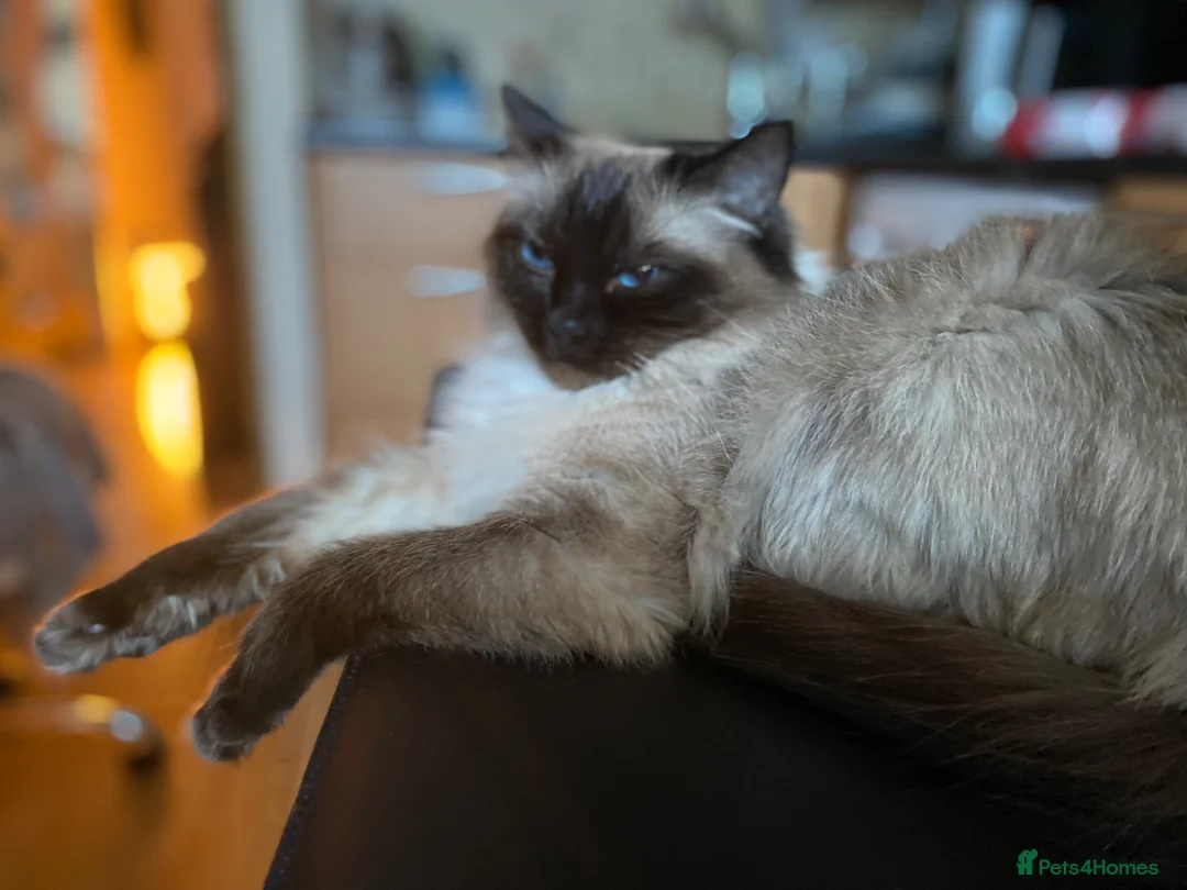 Ragdoll cats for sale: St Paddy’s day born Ragdoll GCCF kittens in London - Advert 32