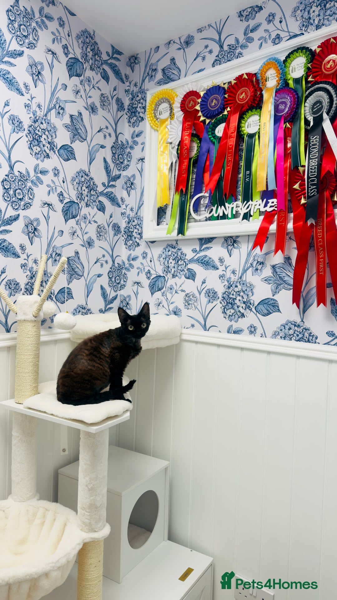 Devon Rex cats for sale: Beautiful GCCF registered girls  - Image 10
