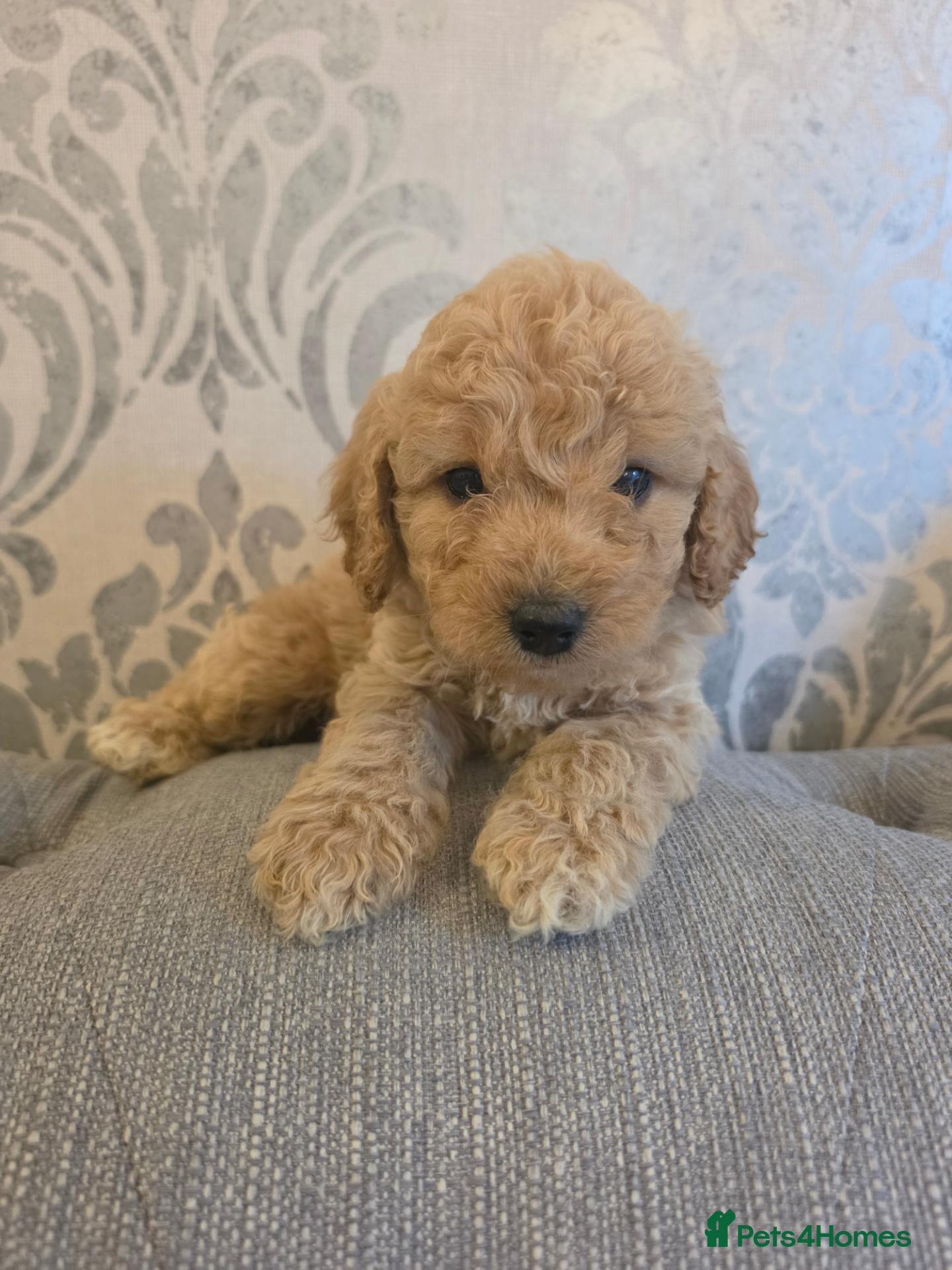 Cockapoo dogs Beautiful F1B Minature Cockapoos 🐶 - Advert 17