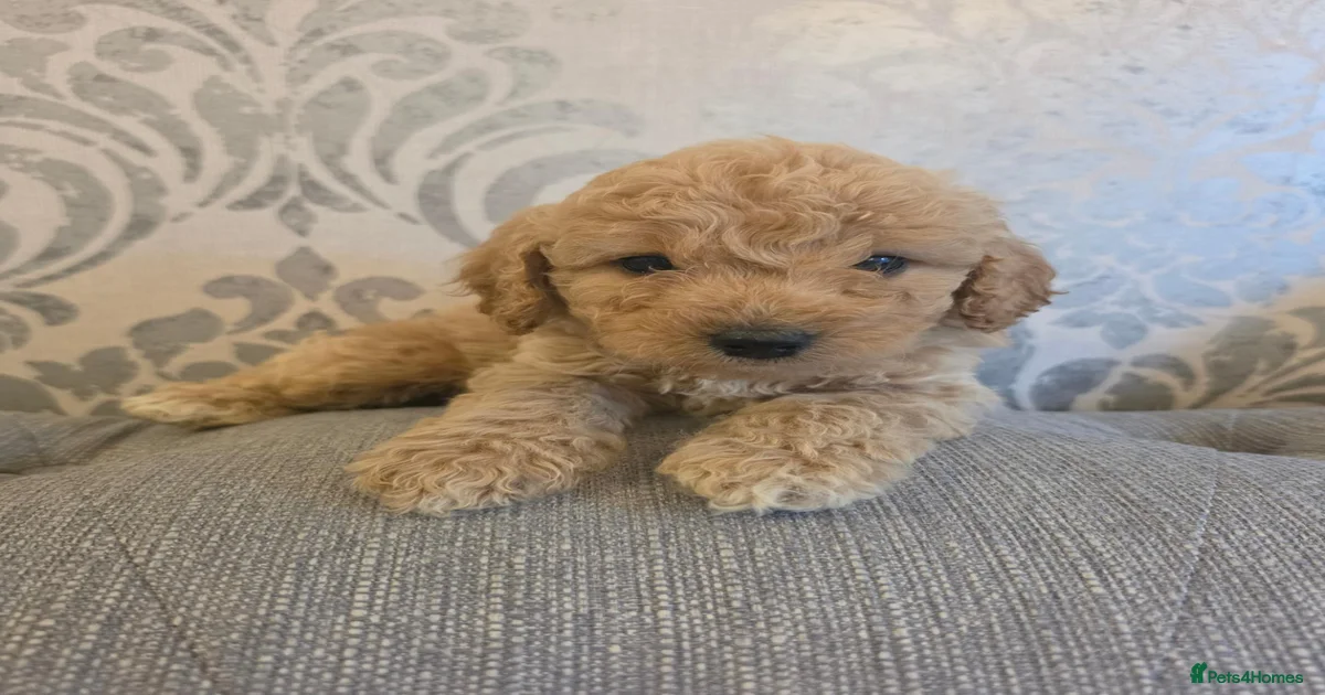 Cockapoo Puppies for sale in Cleckheaton, West Yorkshire | Pets4Homes