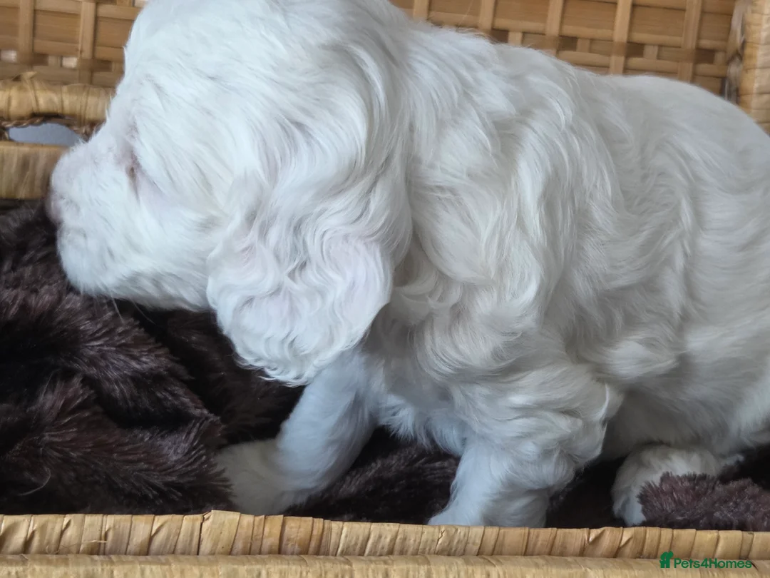 Cockapoo dogs for sale: Cockerpoo - Advert 1