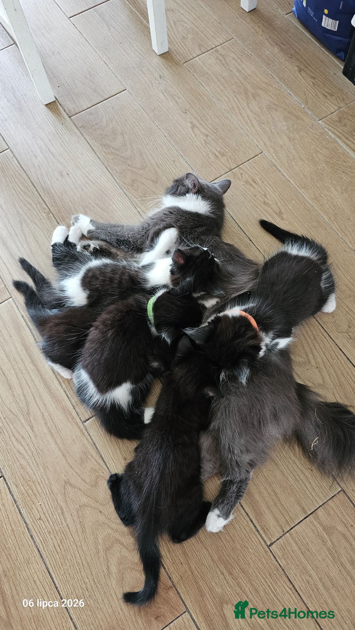Mixed Breed cats 5 fluffy shy kittens looking for new home - Advert 12