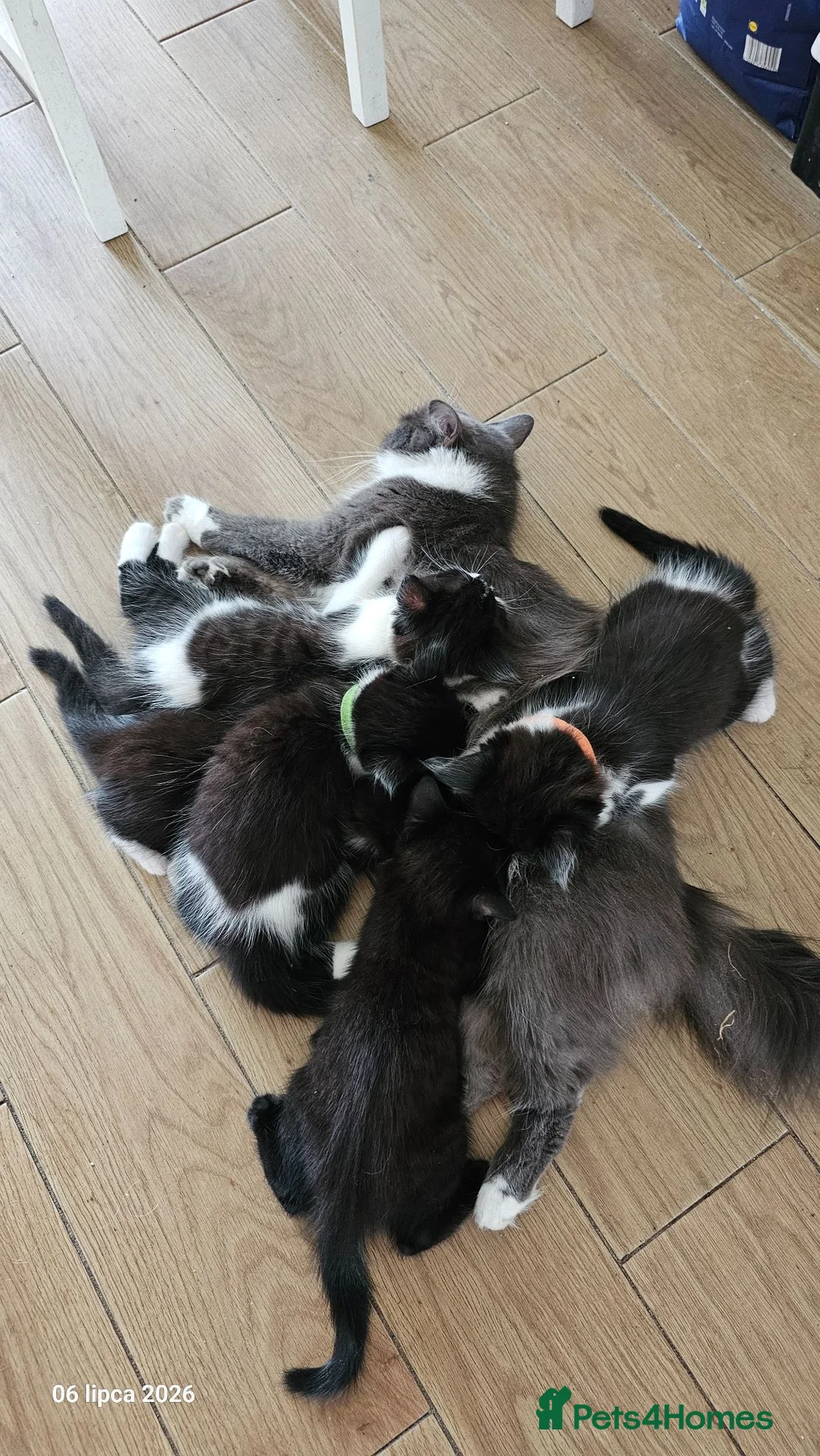 Mixed Breed cats for sale: 5 fluffy shy kittens looking for new home - Advert 1