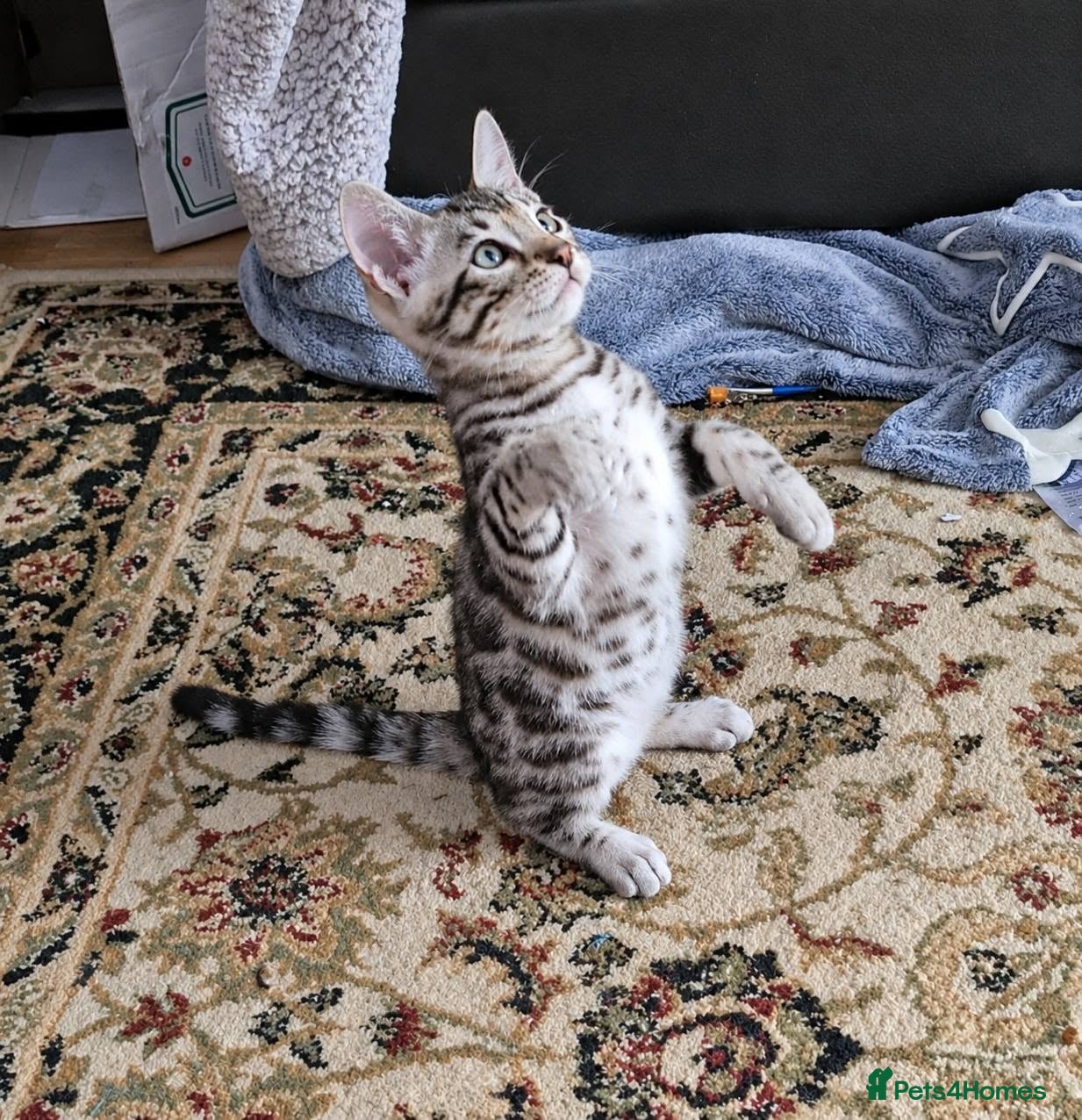 Bengal cats Stunning Silver TICA reg kitten - Advert 2