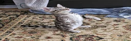 Bengal cats for sale: Stunning Silver TICA reg kitten - Advert 2