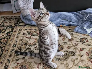 Bengal cats Stunning Silver TICA reg kitten - Advert 2