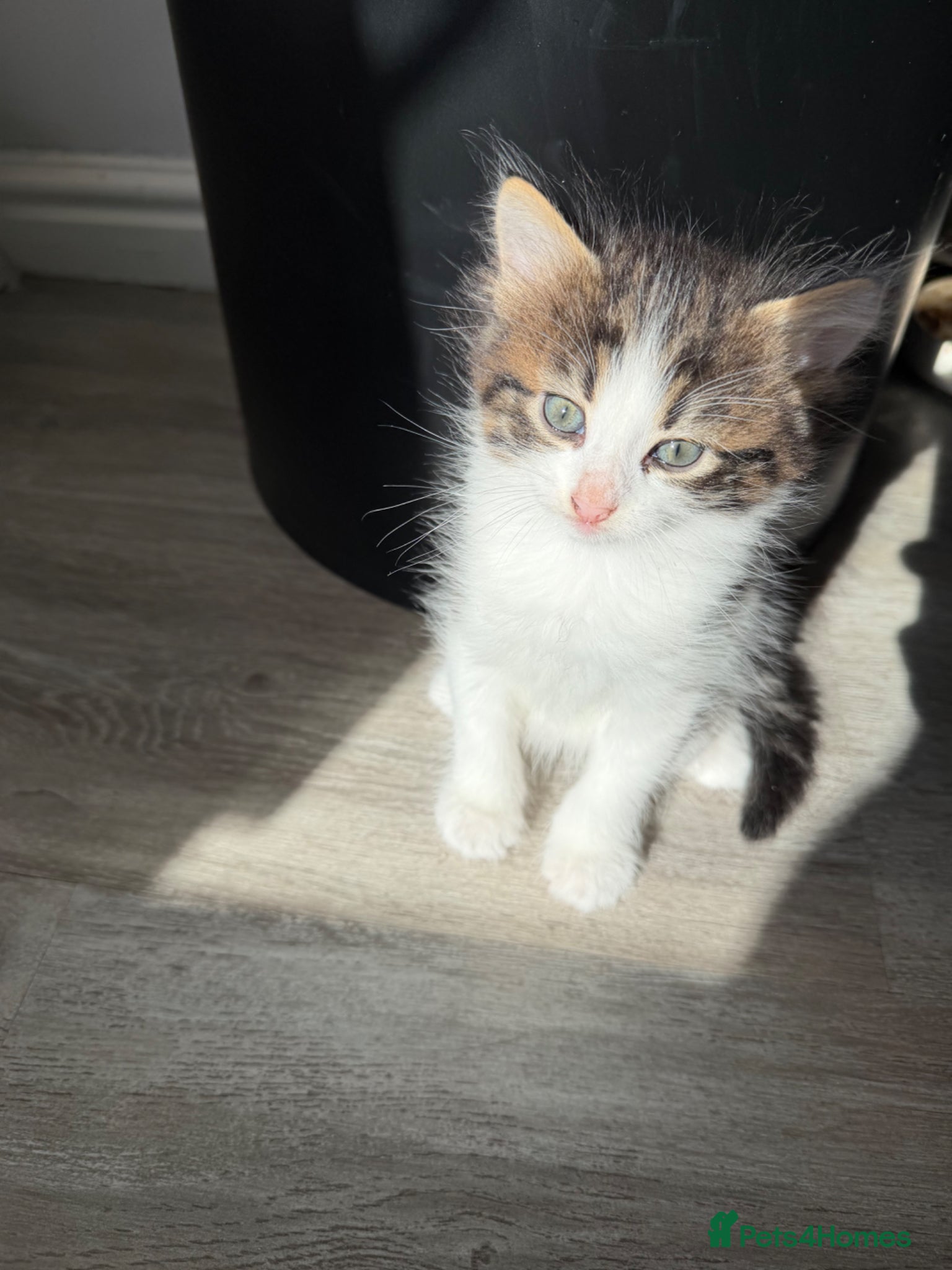 British Shorthair cats Two cute adorable kittens  - Advert 5