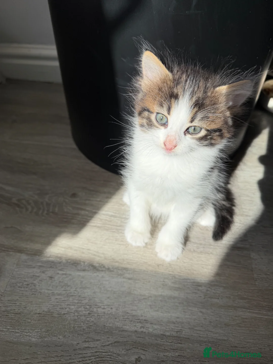 British Shorthair cats for sale: Two cute adorable kittens  - Advert 1