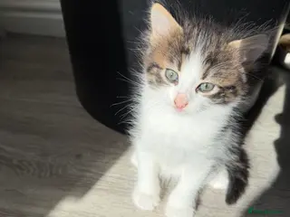 British Shorthair cats Two cute adorable kittens - Advert 5