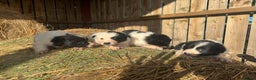 Border Collie dogs for sale: Very cute Border Collie Pups From Working Dogs - Advert 34