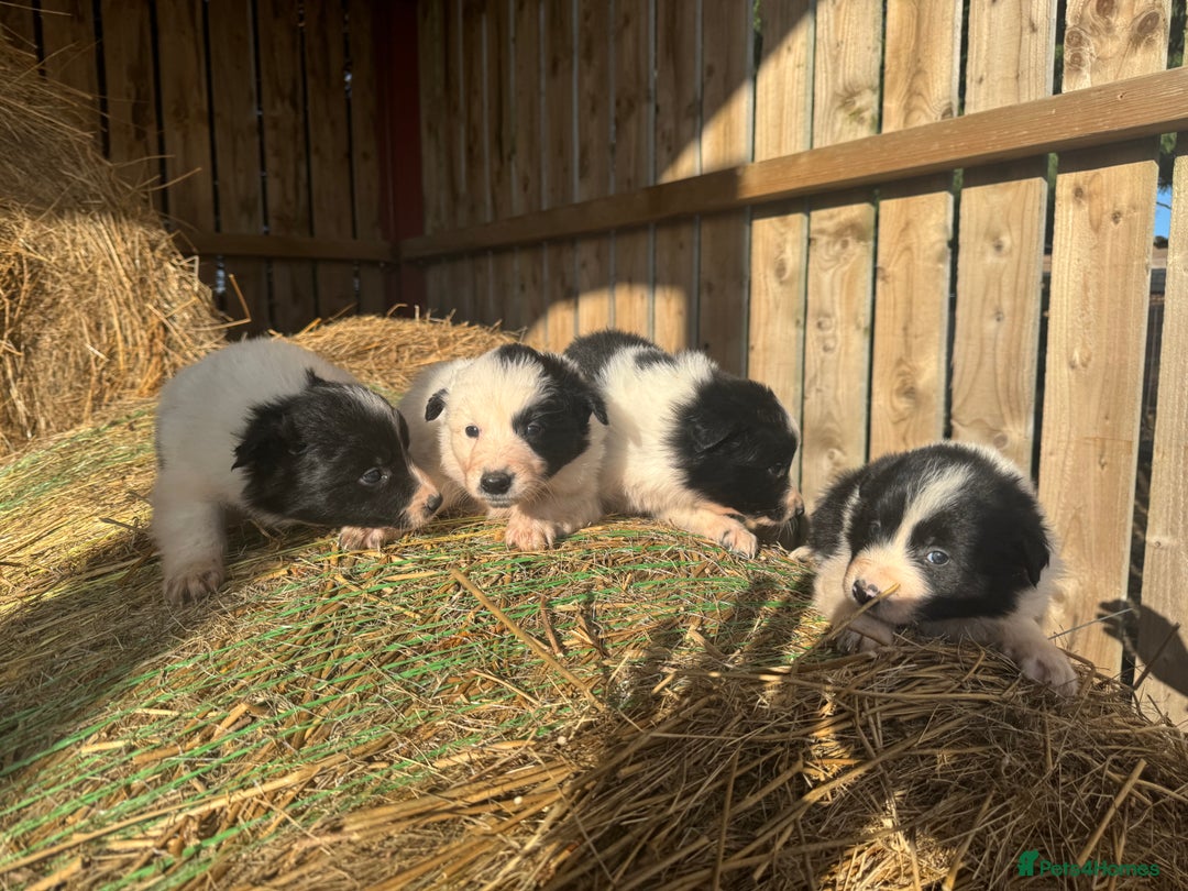 Border Collie dogs for sale: Very cute Border Collie Pups From Working Dogs - Advert 34