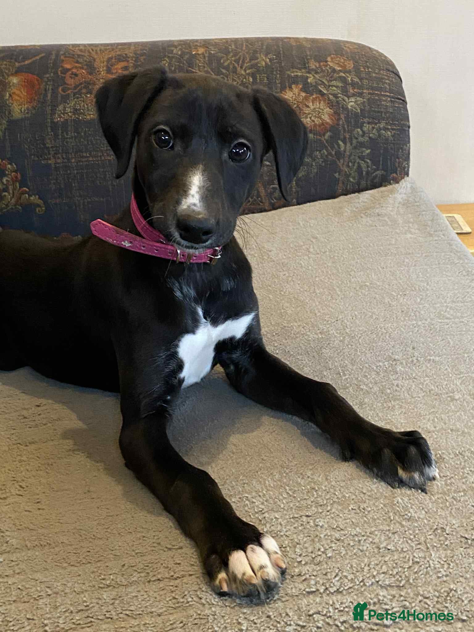 Mixed Breed dogs Beautiful Saluki x Whippet puppies - Advert 16