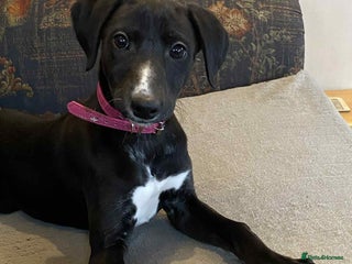 Mixed Breed dogs Beautiful Saluki x Whippet puppies - Advert 16