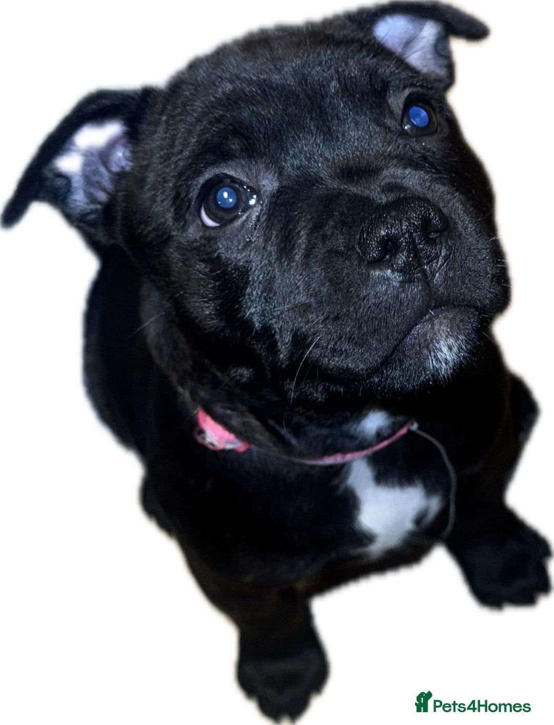 Staffordshire Bull Terrier dogs for sale: 🏆 CHAMPION PUPS READY TO LEAVE 🏆 - Advert 15