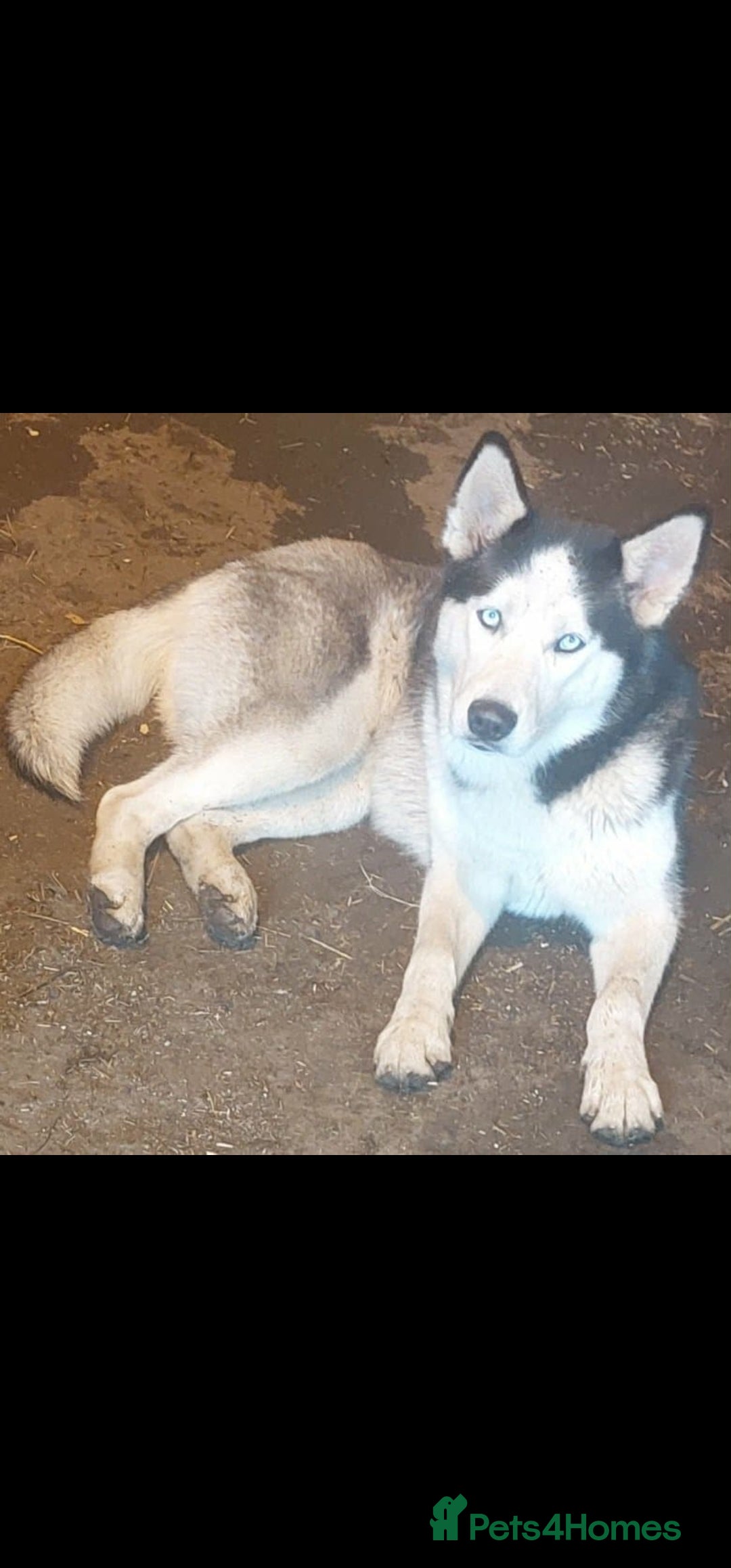 Mixed Breed dogs for sale: Beautiful little bear cubs - Advert 1