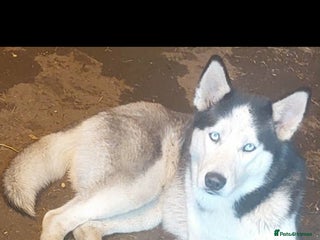 Mixed Breed dogs Beautiful little bear cubs - Advert 18