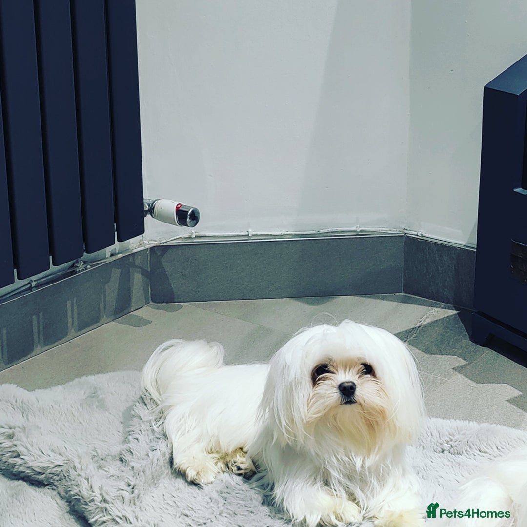 Maltese dogs for stud: 2kg kC Korean line Maltese stud in Derby - Advert 2