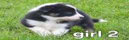 Border Collie dogs for sale: Border collie female pups for sale - Advert 5