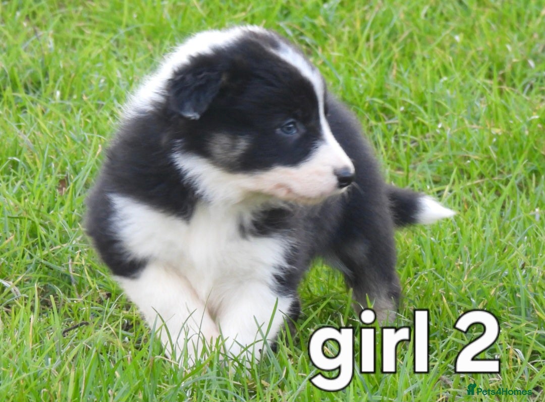 Border Collie dogs for sale: Border collie female pups for sale - Advert 5
