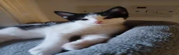 Mixed Breed cats for sale: 1 Girl left - Advert 4
