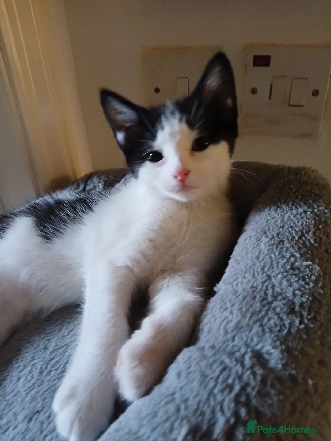 Mixed Breed cats for sale: 1 Girl left - Advert 4