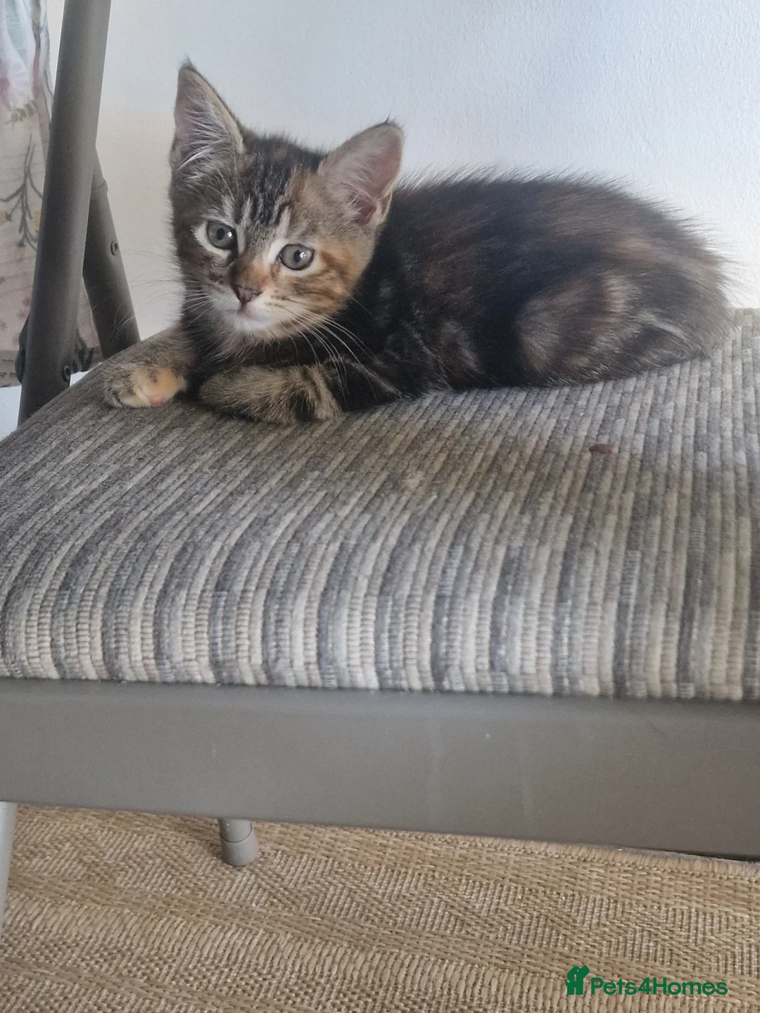 Mixed Breed cats for sale: Maine Coon mix kittens  in Heathfield - Advert 2