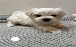 Maltese dogs for sale: Cute Maltese Puppies Looking for Loving Homes🇬🇧  - Image 13