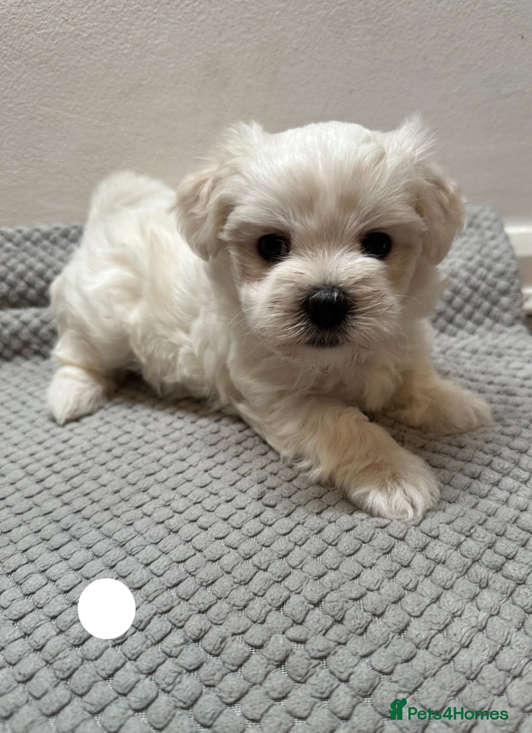 Maltese dogs for sale: Cute Maltese Puppies Looking for Loving Homes🇬🇧  - Image 13
