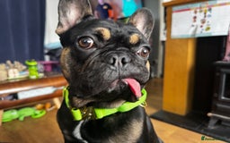 French Bulldog dogs for sale: Kylo needs a new home  - Image 4