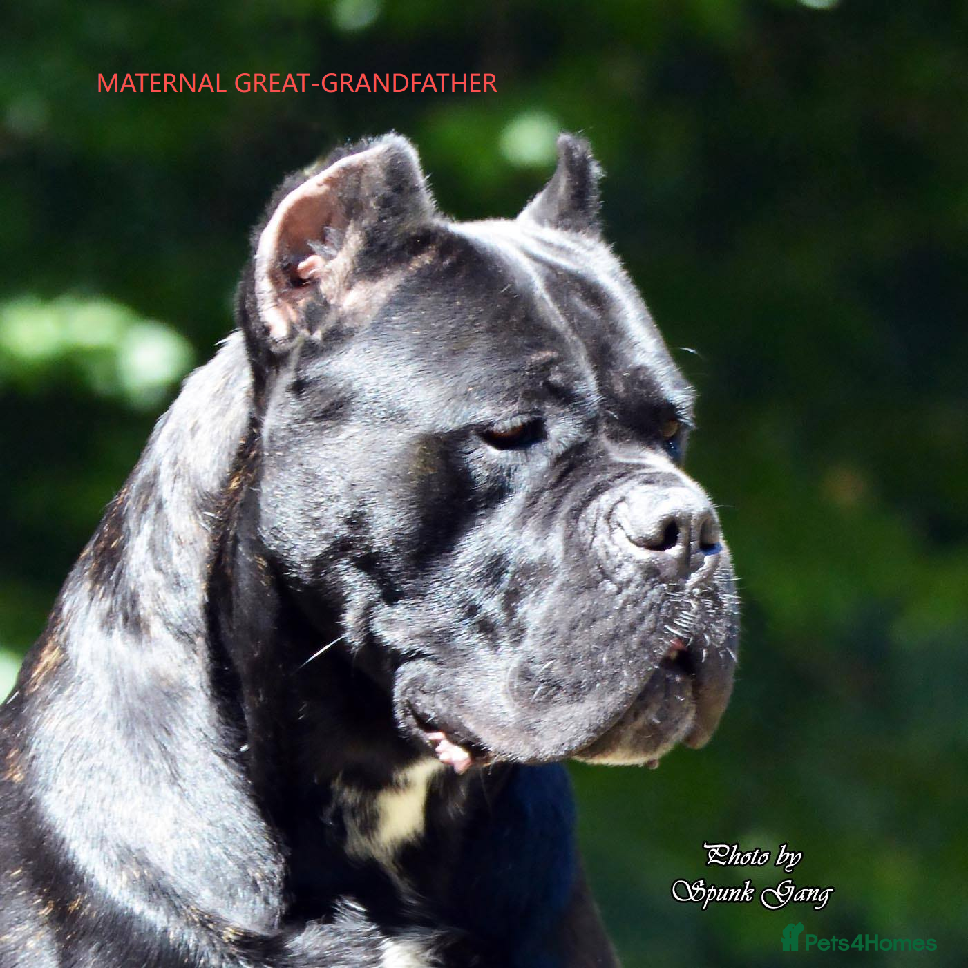 Cane Corso dogs Massive Corso Pups-Champion Pedigree-True Molosser - Advert 2
