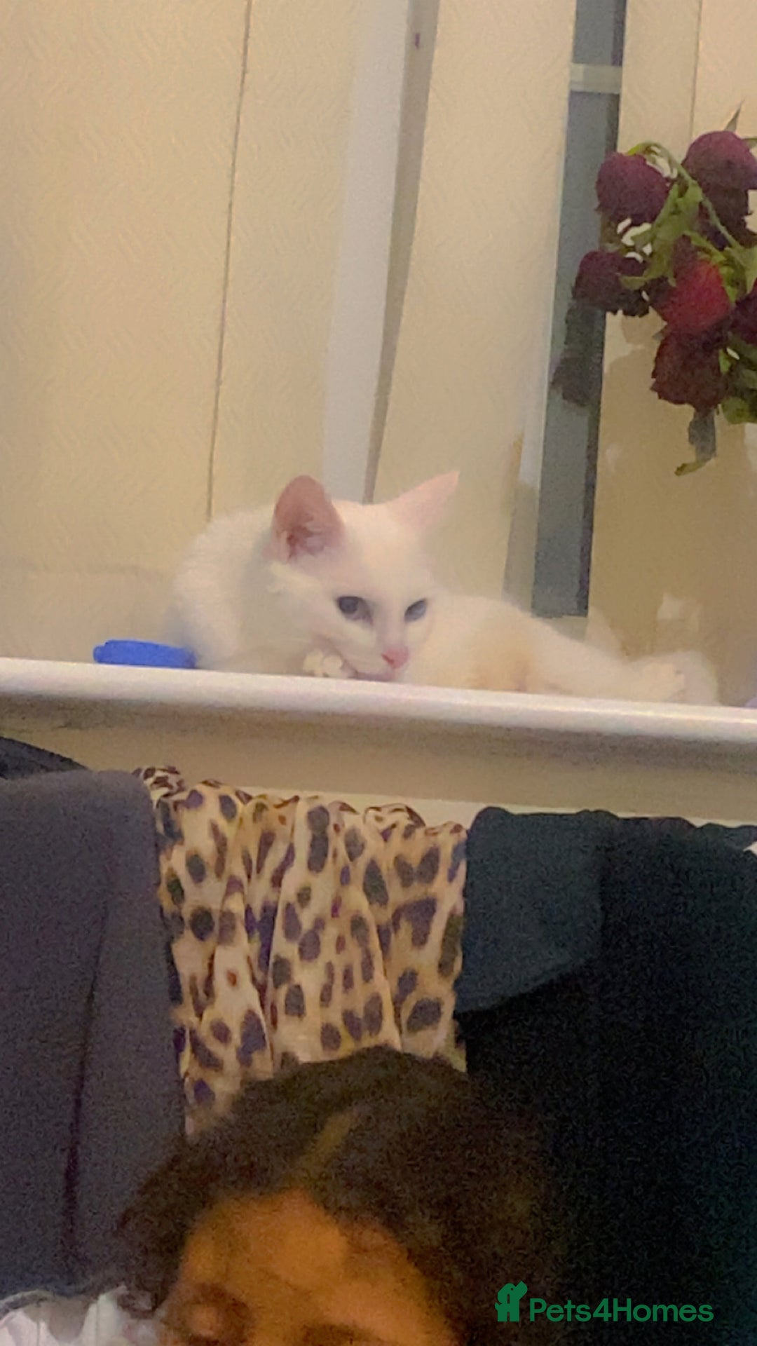 Mixed Breed cats for sale: 3 male kittens - Image 3