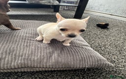 Chihuahua dogs for sale: 2 beautiful white chihuahua girls  - Image 5