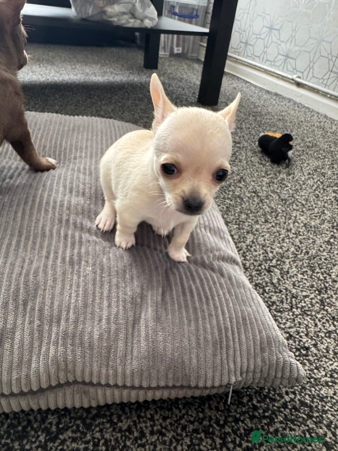 Chihuahua dogs for sale: 2 beautiful white chihuahua girls  - Image 5