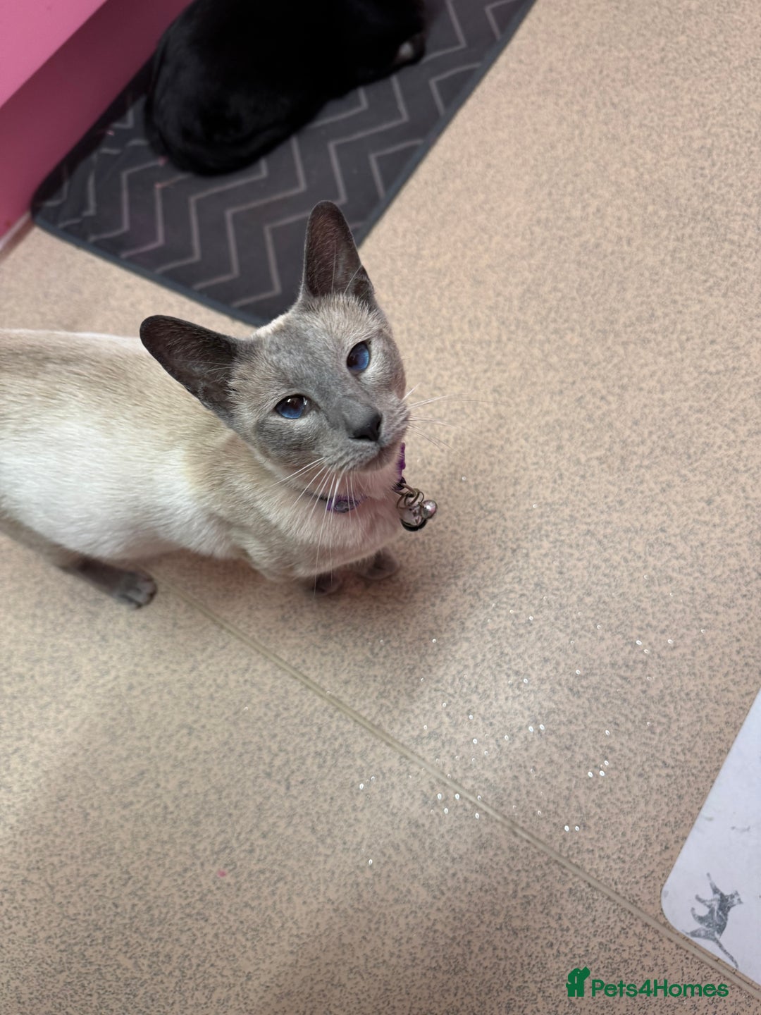 Mixed Breed cats for sale: Two beautiful ladies 💜 - Image 26