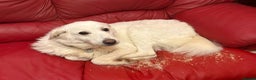 Mixed Breed dogs for adoption: Paloma - Norwich Norfolk  - Advert 5