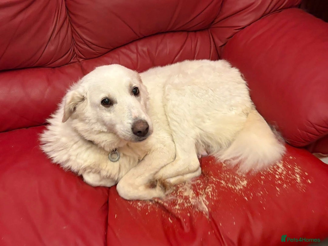 Mixed Breed dogs for adoption: Paloma - Norwich Norfolk  - Advert 5