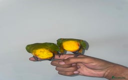 Conures birds for sale: 100% SILLY TAME HAND REARED BABY SUN CONURES - Image 6